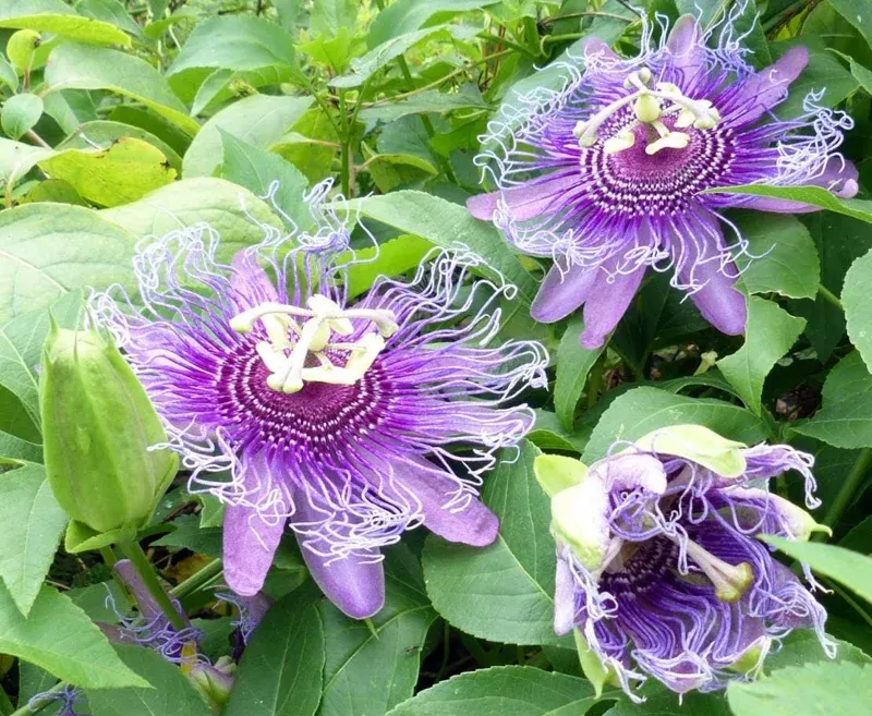 Maypop Passionflower