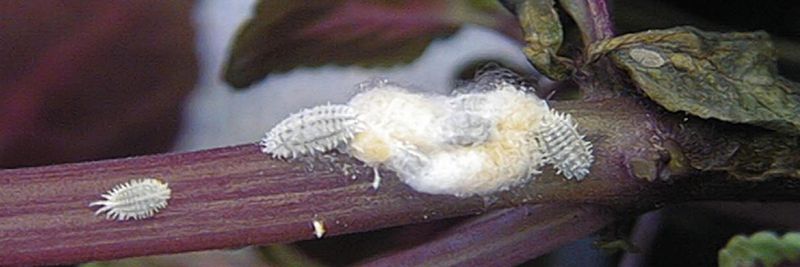 Mealybugs