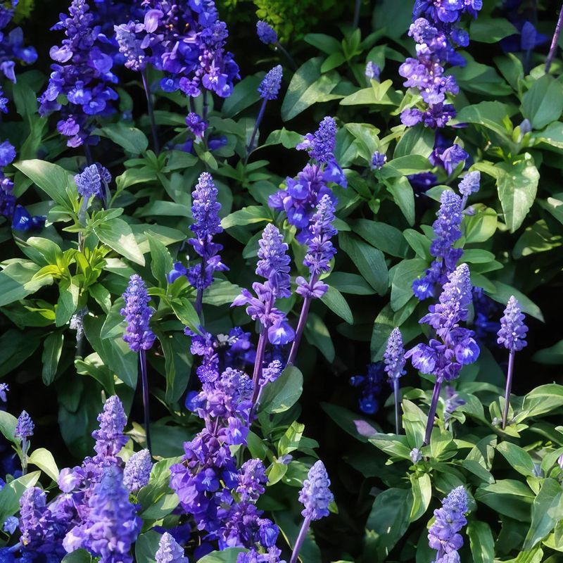 Mealycup Sage Mealycup Sage