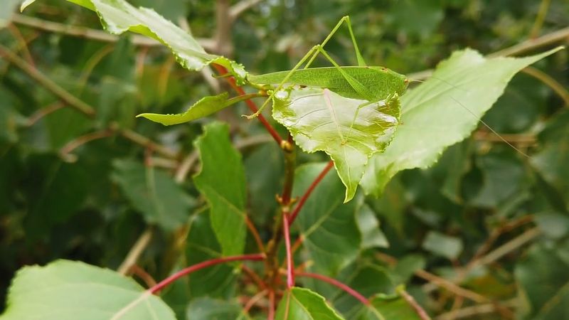 Measure plant damage before deciding that katydids are a problem Measure plant damage before deciding that katydids are a problem