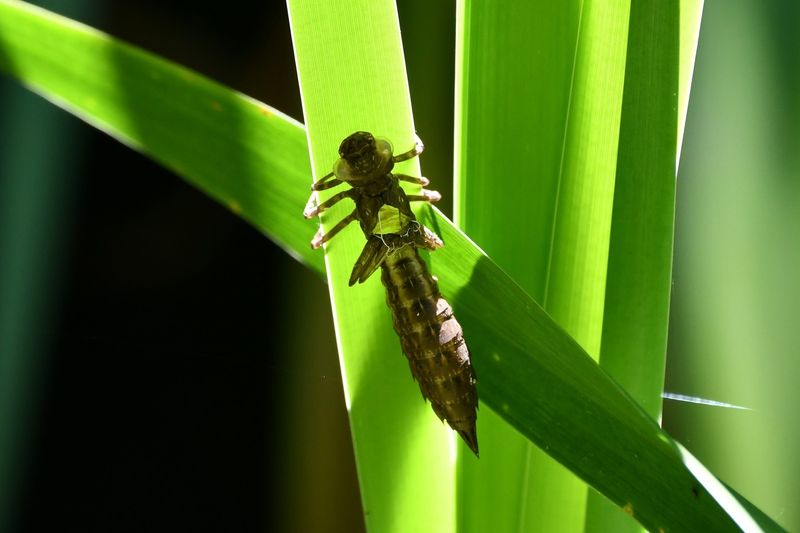 Measure success by habitat quality, not a mosquito-free patio