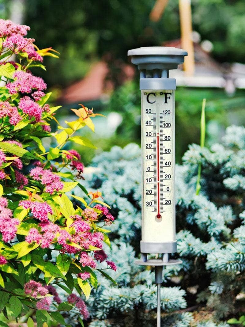 Measure temperatures where the pepper flowers grow