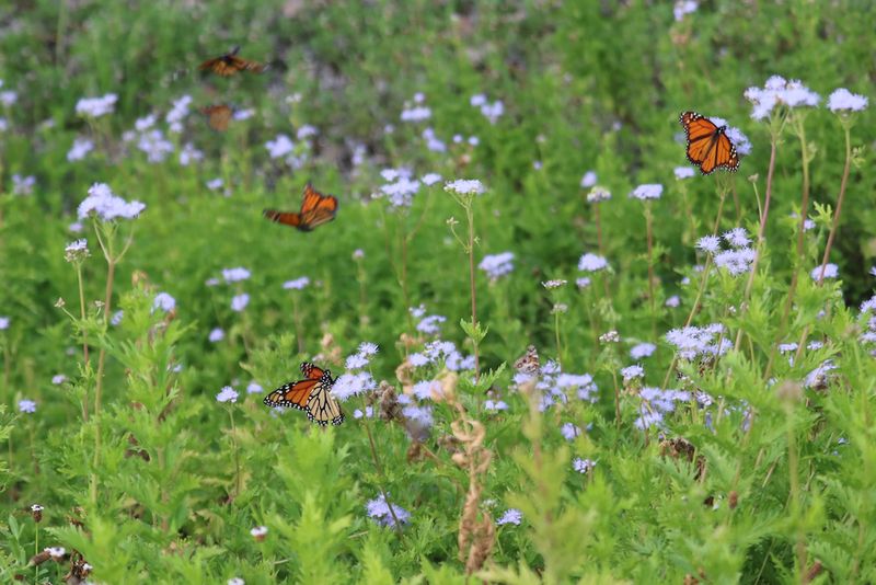 Meet Gregg’s Mistflower, a Texas Fall Nectar Plant