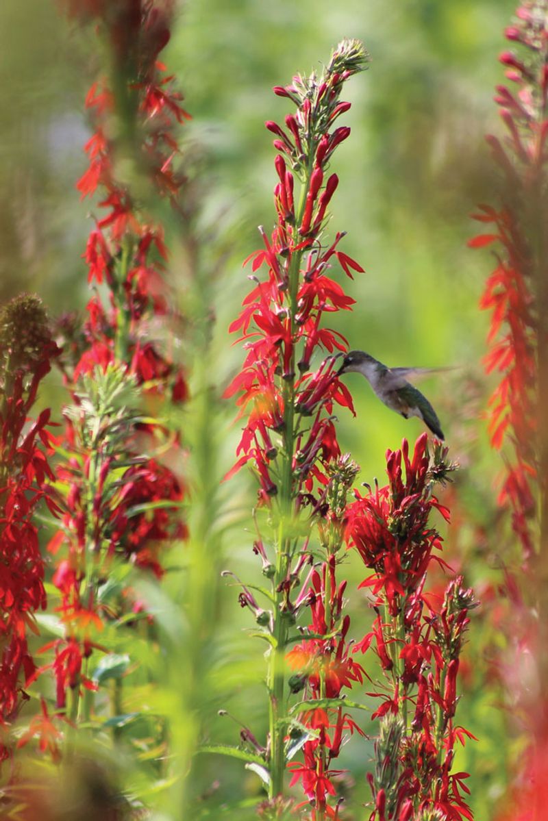 Meet cardinal flower, the native candidate for a moist shade bed