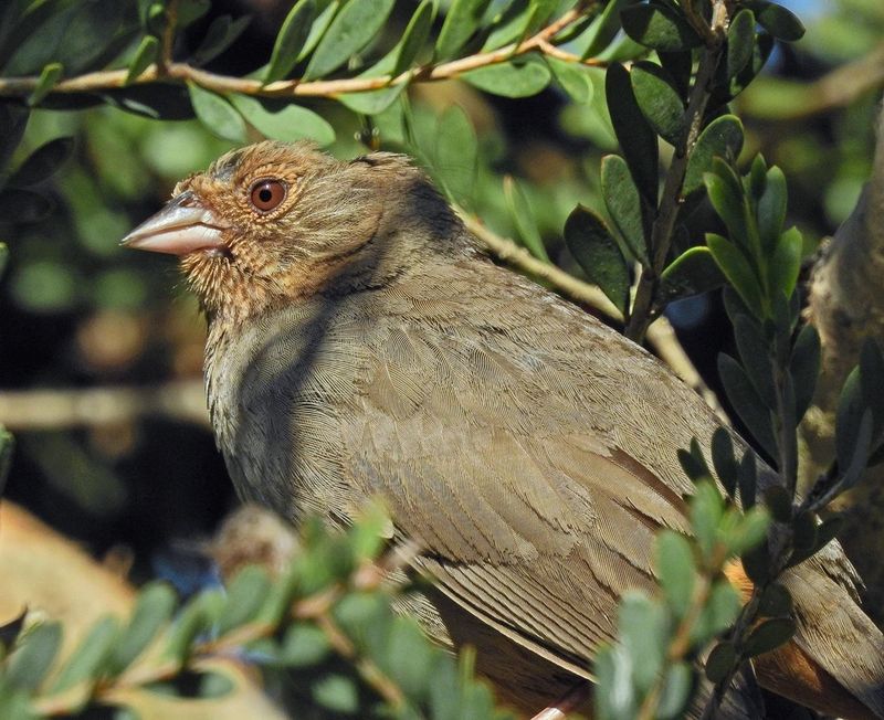 Meet the California Towhee behind the scratch marks Meet the California Towhee behind the scratch marks
