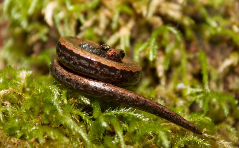 Meet the California slender salamander