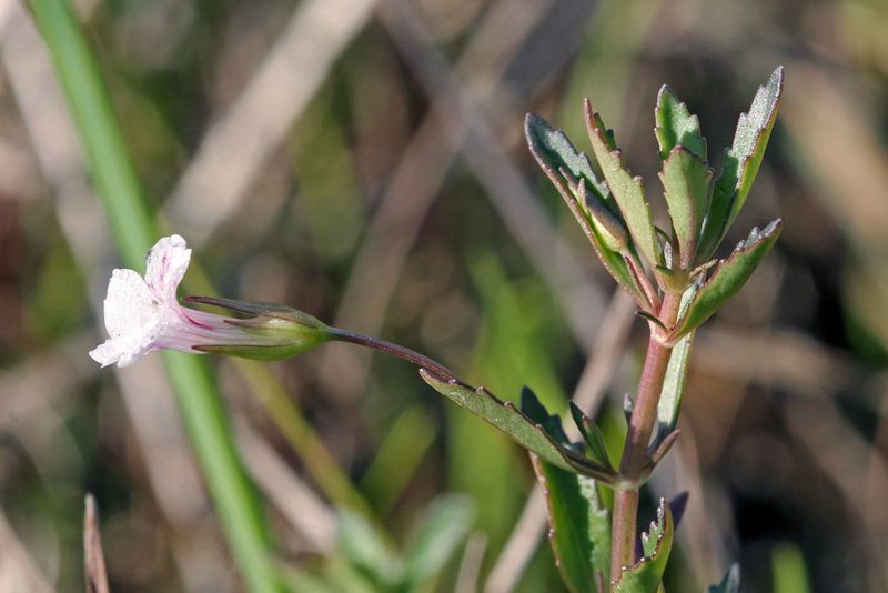 Meet the Florida native that often goes unnoticed
