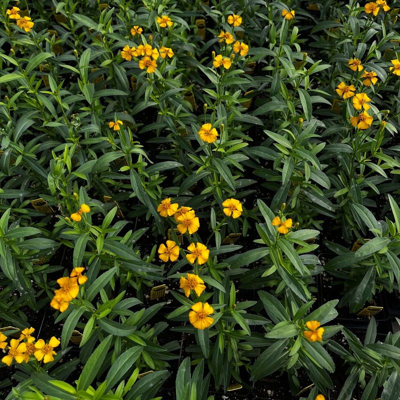 Meet the Less-Familiar Herb Behind the Recommendation Meet the Less-Familiar Herb Behind the Recommendation