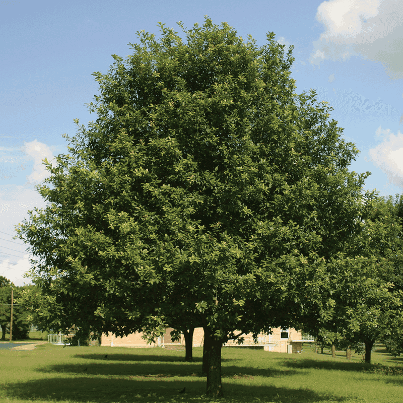 Meet the Texas tree behind the long-term shade plan