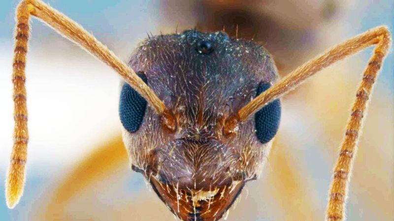 Meet the tawny crazy ant behind the Texas alarm Meet the tawny crazy ant behind the Texas alarm