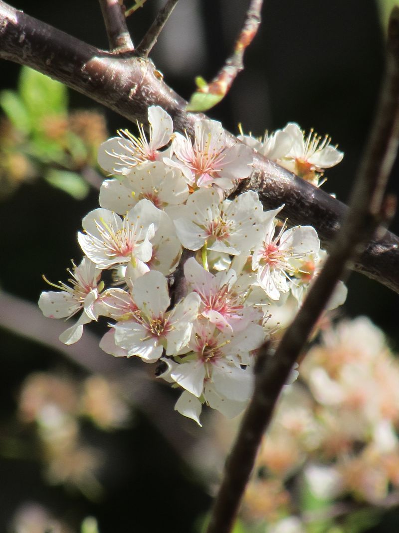 Mexican Plum