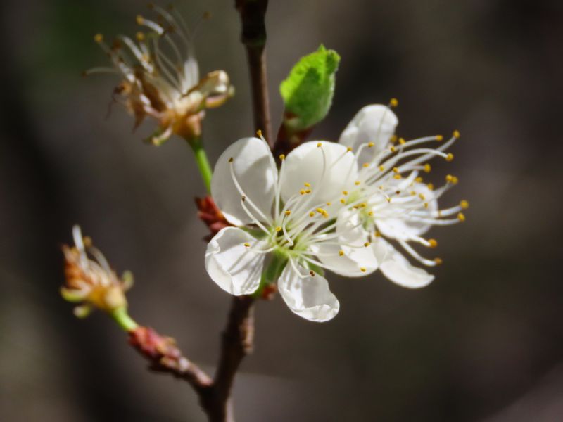 Mexican plum can replace the small flowering-tree function