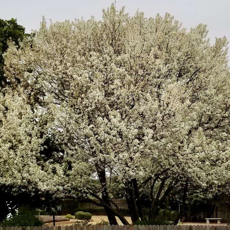 Mexican plum is the closest fit for a native beginner fruit tree