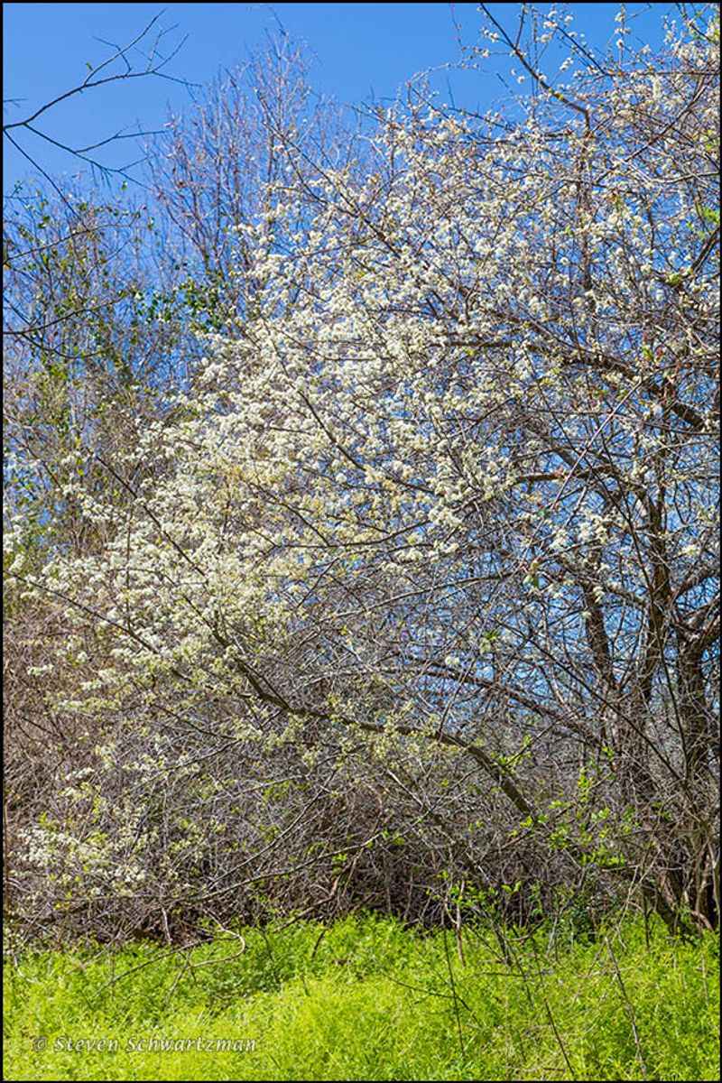 Mexican plum offers a different kind of ornamental payoff