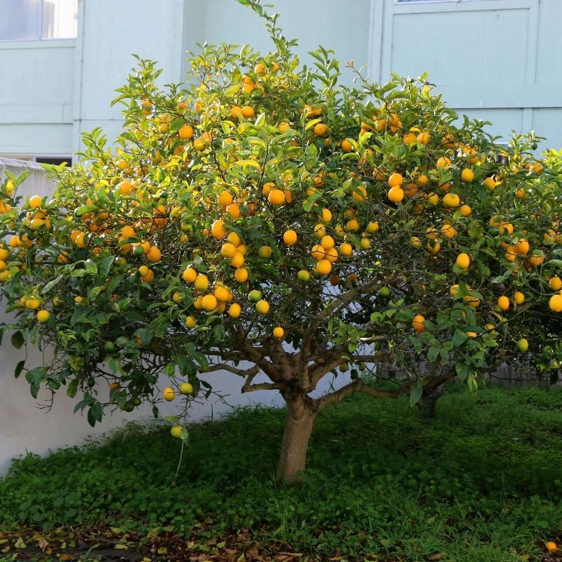 Meyer Lemon Meyer Lemon