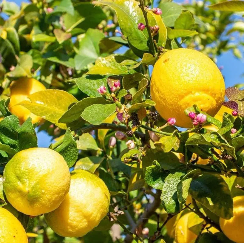 Meyer Lemon