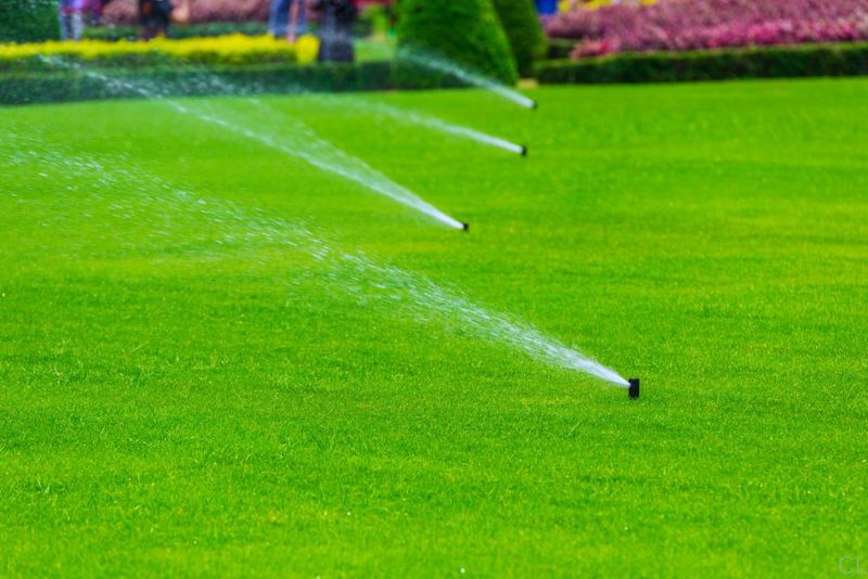 Midday watering mainly increases water loss