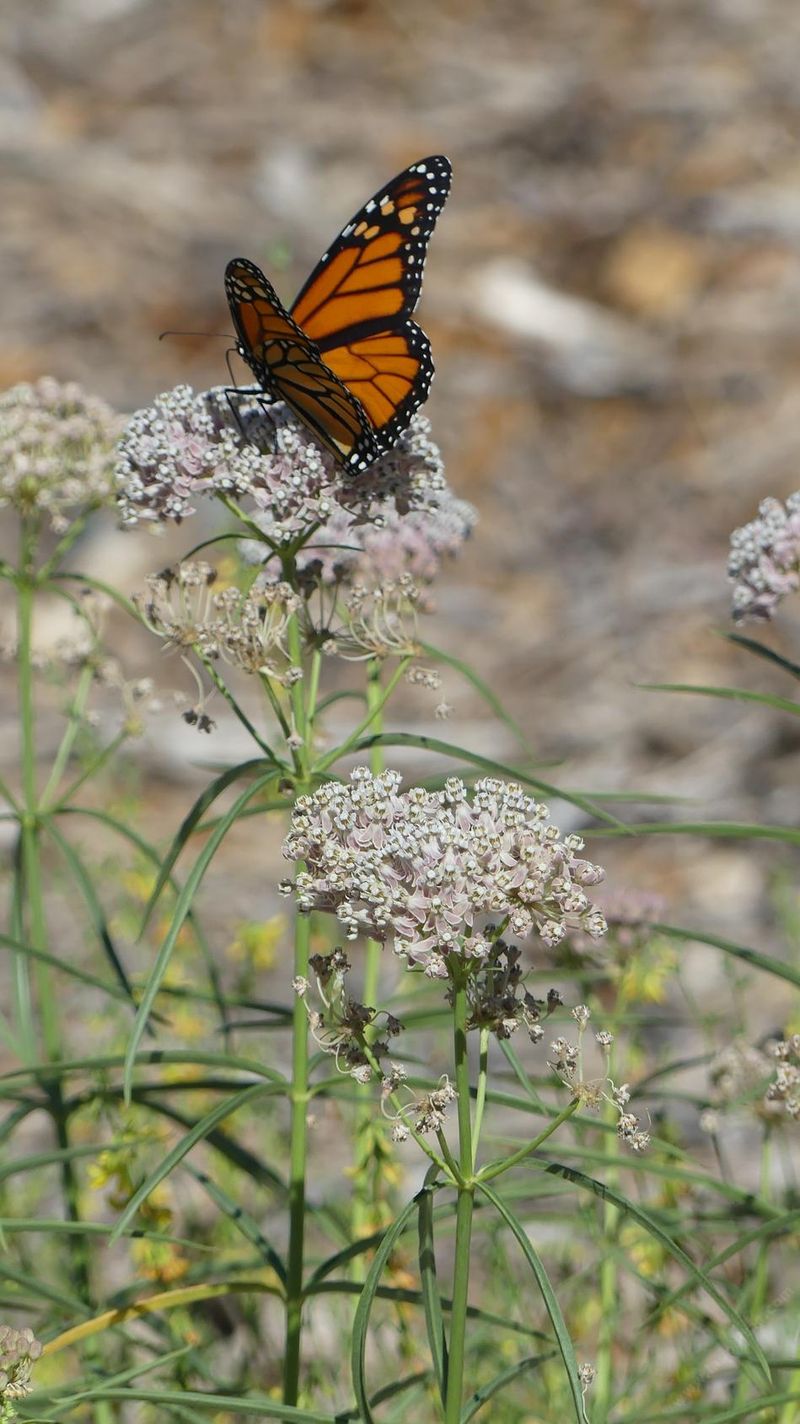 Milkweed (Native Asclepias)