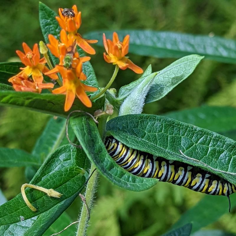 Milkweed supports caterpillars while nectar fuels fall migrants Milkweed supports caterpillars while nectar fuels fall migrants