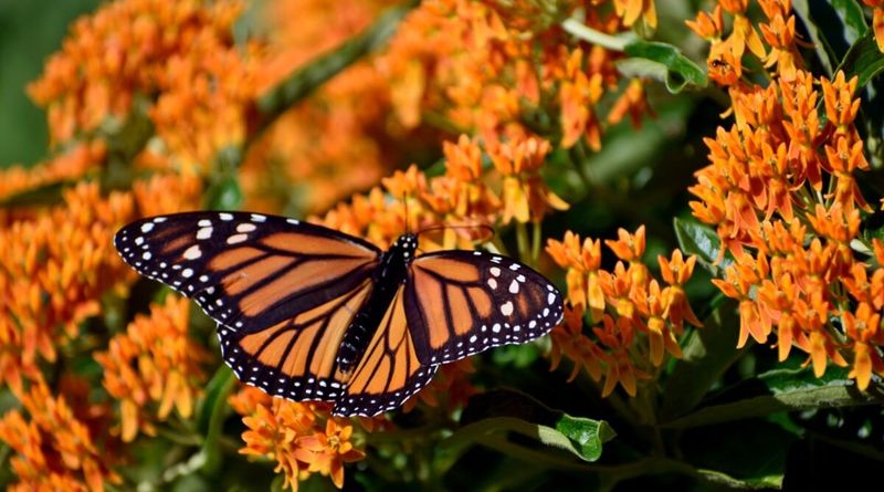Milkweed Milkweed
