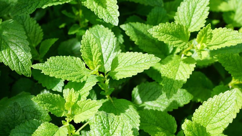 Mint Flowers