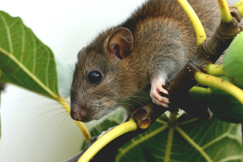 Mint does not provide proven rat control