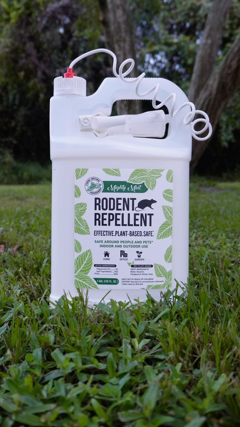 Mint may help with scent, but it is not a proven rat solution Mint may help with scent, but it is not a proven rat solution