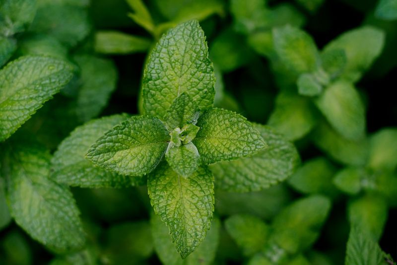 Mint plants