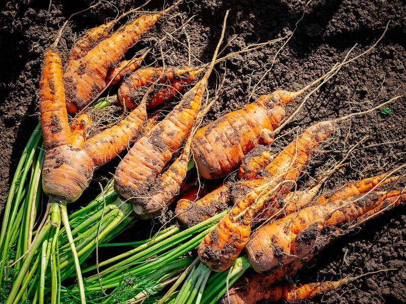 Misshapen carrots are usually edible when they remain sound