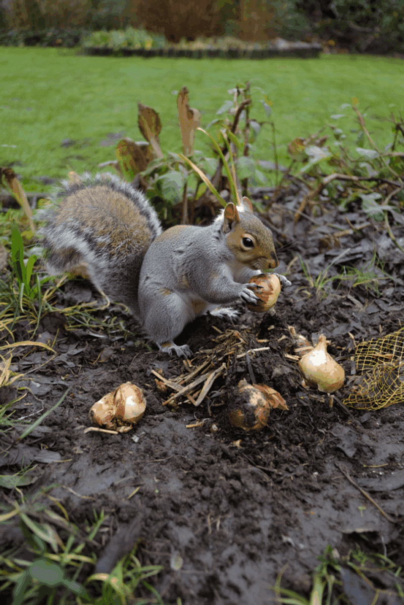 Missing bulbs do not identify the culprit