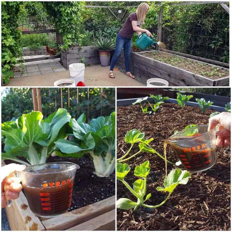 Mix a mild compost tea in the supported ratio Mix a mild compost tea in the supported ratio