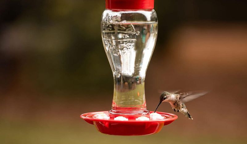 Mix fresh nectar with a simple sugar-and-water ratio Mix fresh nectar with a simple sugar-and-water ratio