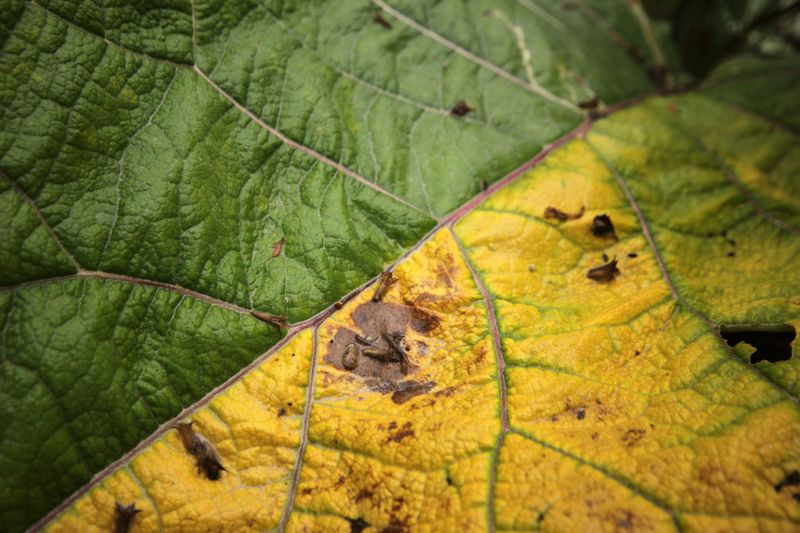 Moist Soil Points to Light, Nutrition, Pests, or Disease