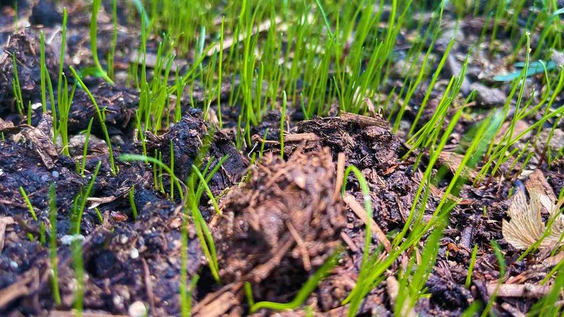 Moisture matters until seedlings establish