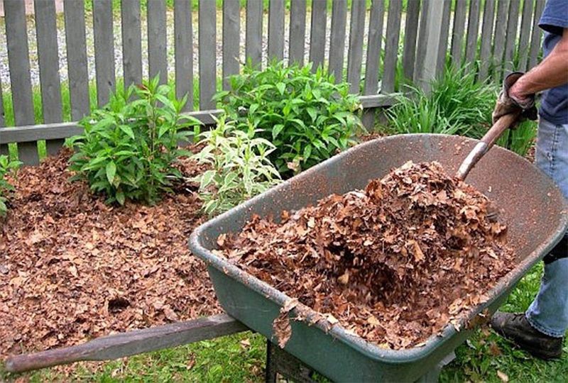 Moisture, mulch, and cover create a usable microhabitat Moisture, mulch, and cover create a usable microhabitat