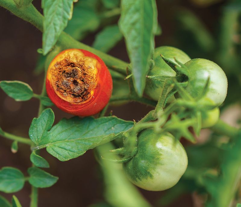 Moisture swings can compound late-summer heat stress