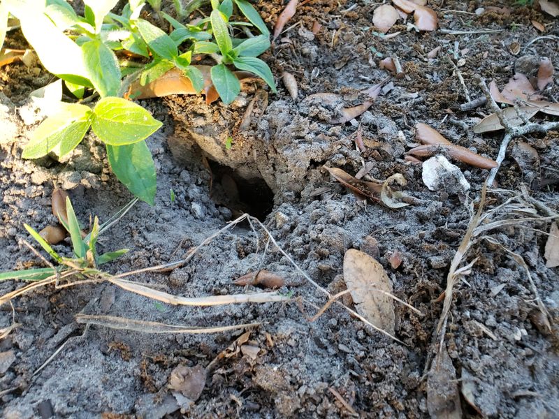 Mole Cricket Activity in Sandy Lawns