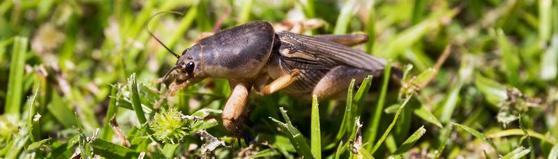 Mole Crickets Tunneling Through Sandy Turf Mole Crickets Tunneling Through Sandy Turf