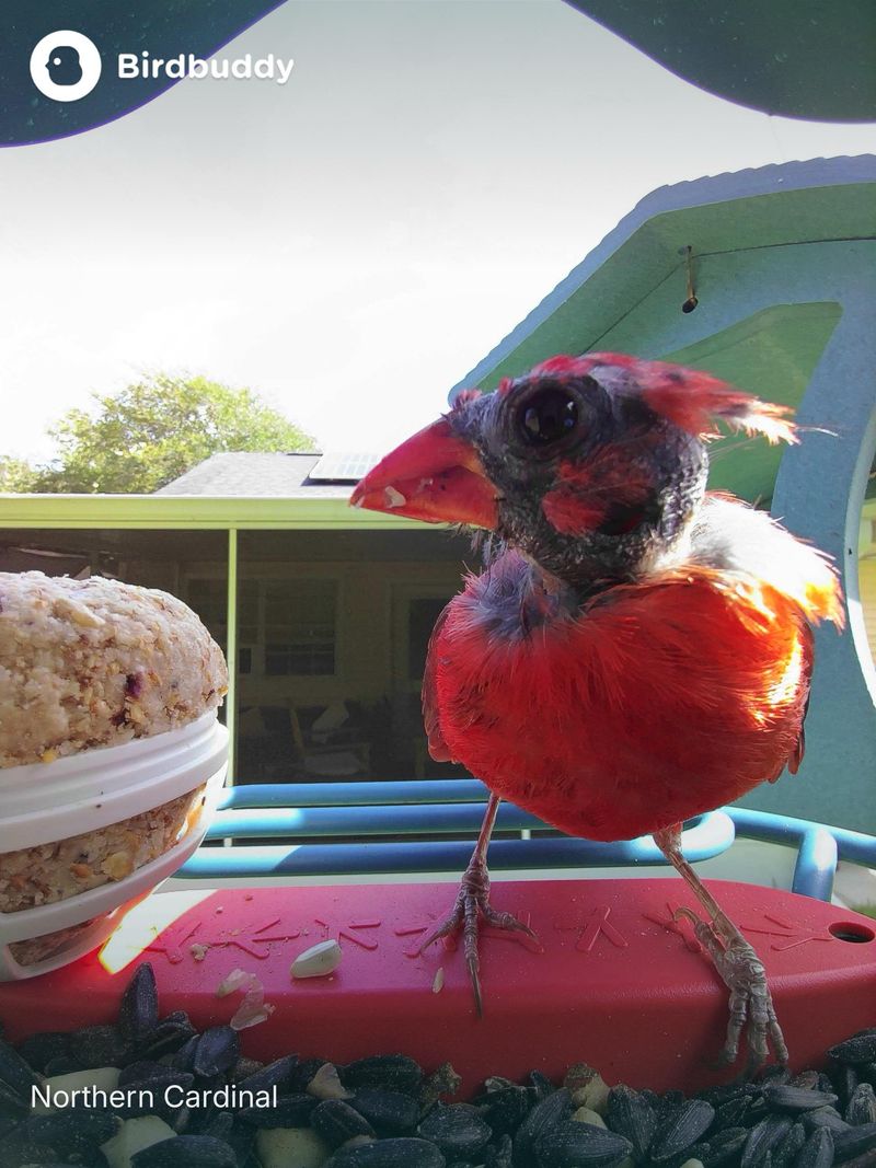 Molt can remove a cardinal’s crown feathers all at once Molt can remove a cardinal’s crown feathers all at once