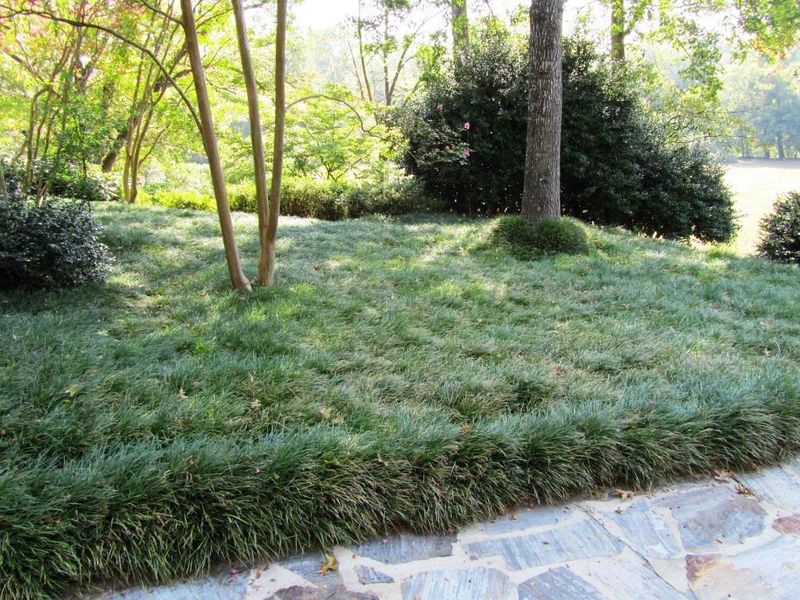 Mondo Grass