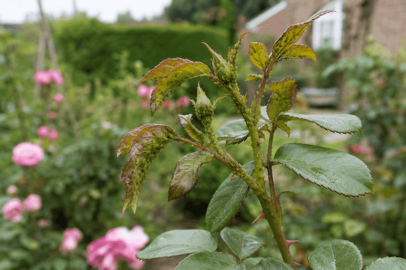 Monitor aphids before deciding they need treatment