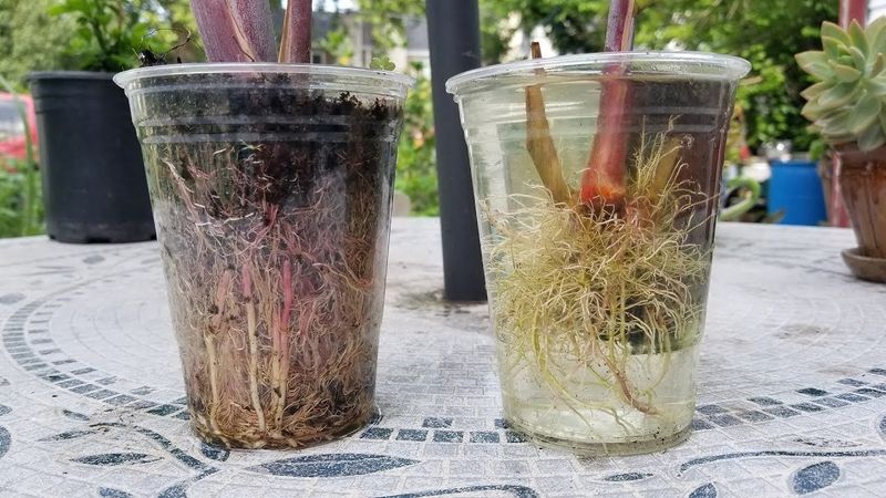 Monitor moisture and check for roots carefully Monitor moisture and check for roots carefully