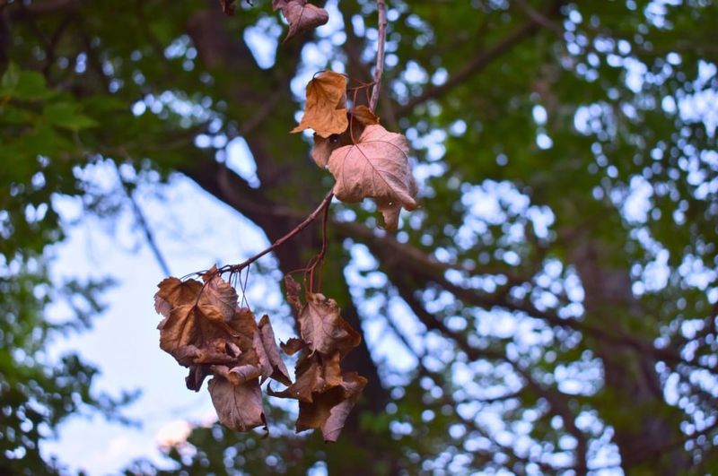 Monitor the tree after the heatwave