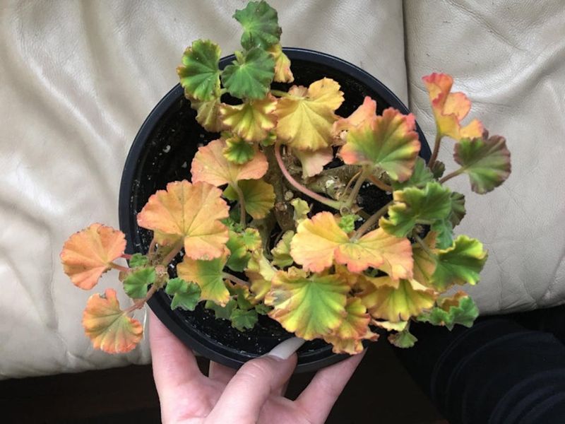 Monitor the whole pattern, not one yellow leaf
