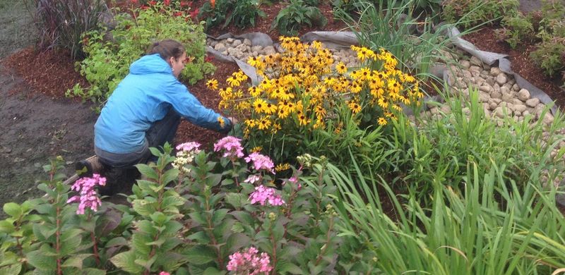 Monitor water, erosion, and mosquitoes after planting