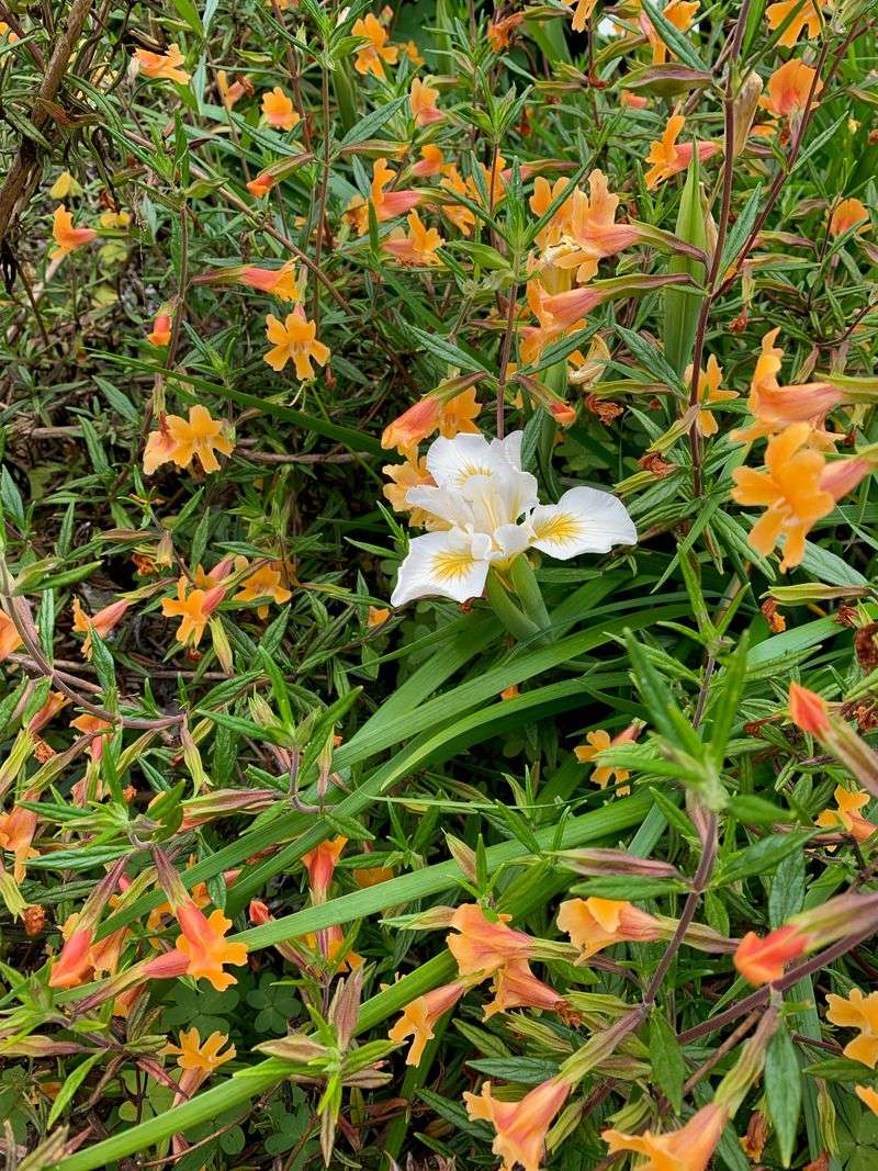 Monkey Flower