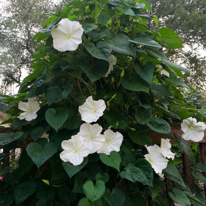 Moonflower Vine Moonflower Vine