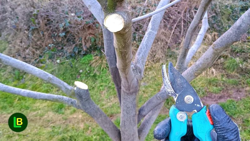 More cutting does not guarantee more figs