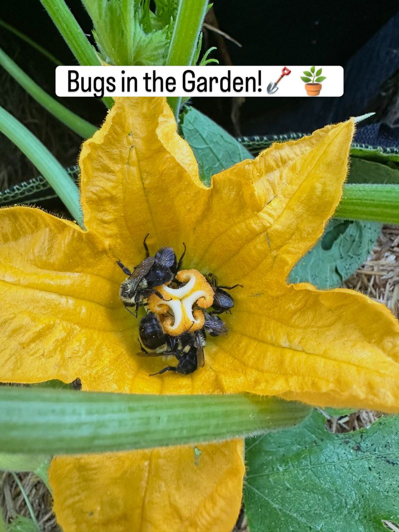 Morning Conditions Can Influence Whether Flowers Set Fruit