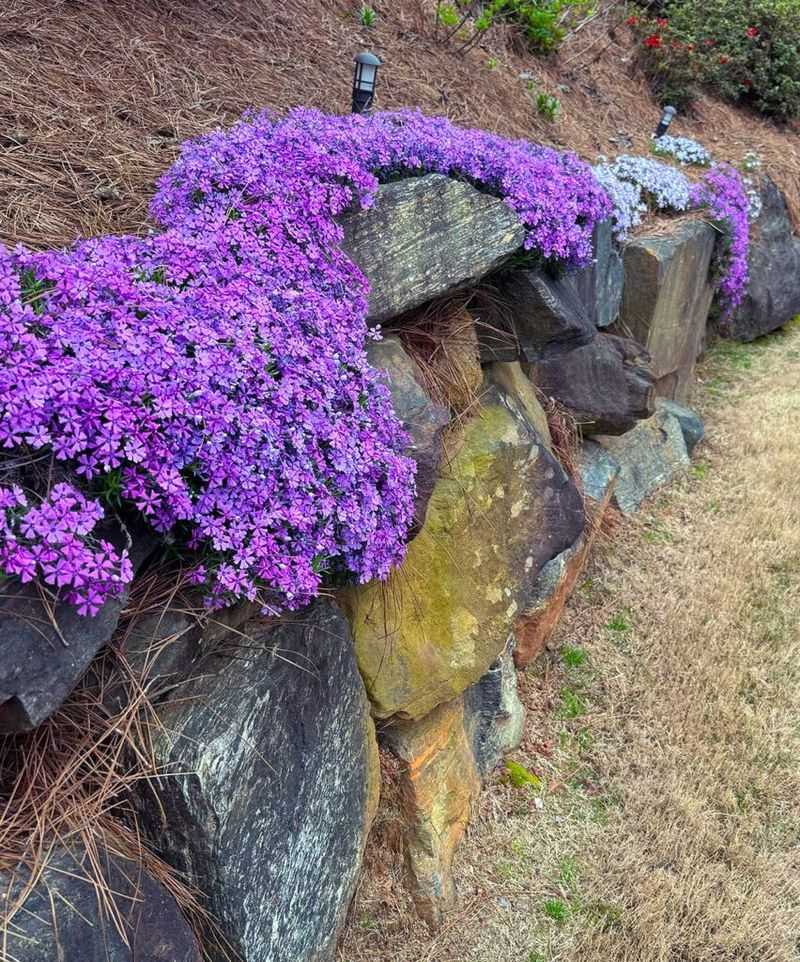 Moss phlox fits a particular kind of North Carolina slope